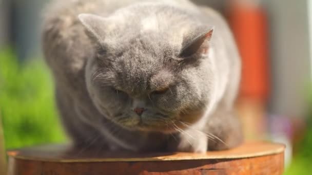 Grijze Britse Kat Straat Britse Steno Kat Het Gras Een — Stockvideo