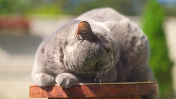 Graue Britische Katze Auf Der Straße Britische Kurzhaarkatze Gras Eine — Stockvideo