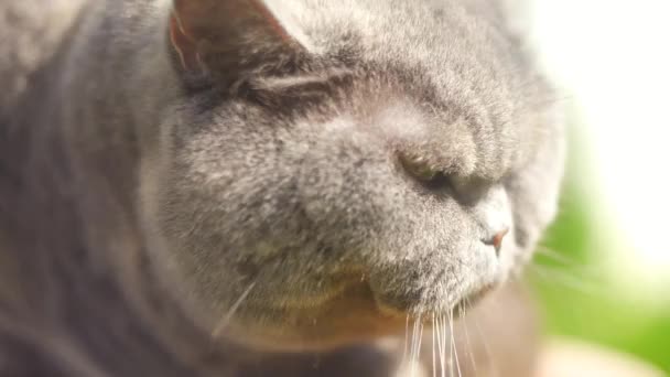 通りにグレーのイギリス猫 草の中の英国の短毛猫 美しい脂肪の猫 美しい 健康的な猫は太陽の下で日光浴 灰色の猫の純血英国の猫 クローズアップぼやけた背景 — ストック動画
