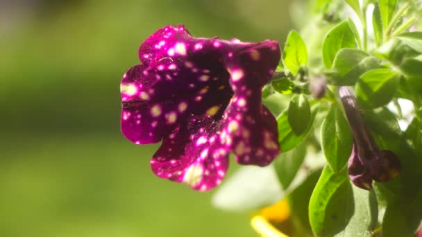Petunia Púrpura Petunia Púrpura Surfinia Flores Con Manchas Blancas Parece — Vídeos de Stock