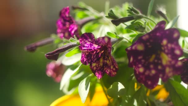 Petunia Púrpura Petunia Púrpura Surfinia Flores Con Manchas Blancas Parece — Vídeo de stock
