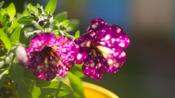 Petúnia Roxa Purple Petunia Surfinia Flores Com Manchas Brancas Olhando — Vídeo de Stock