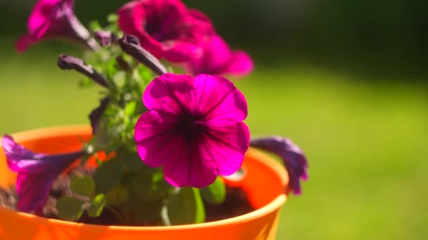 Petunia Púrpura Petunia Púrpura Surfinia Flores Con Manchas Blancas Parece — Vídeos de Stock