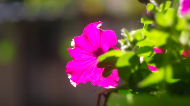 Fioletowa Petunia Fioletowa Petunia Surfinia Kwiaty Białymi Plamkami Wyglądają Jak — Wideo stockowe