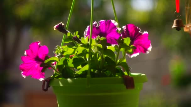 紫色のペチュニア 紫ペチュニア 白い斑点のあるサルフィニアの花庭の銀河のように見えます ライラックの花とペチュニア植物 ペチュニアの花を閉じます 紫色のペチュニアの花 — ストック動画