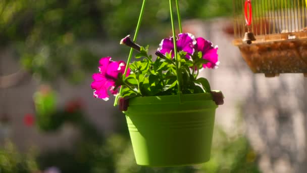 Paarse Petunia Purple Petunia Surfinia Bloemen Met Witte Vlekken Zoek — Stockvideo