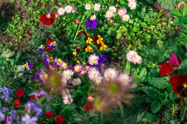 Güzel çiçek tarhı. Çiçek tarlasında bir sürü renkli çiçek var. Baharda pembe, mavi ve beyaz renkli çiçek tarhı. Yukarıdan bir manzarayla yakından çekilmiş..