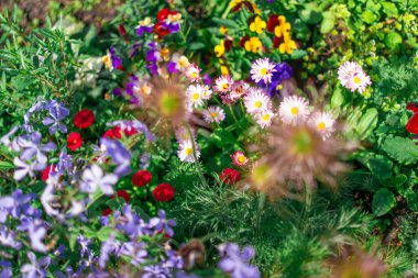 Güzel çiçek tarhı. Çiçek tarlasında bir sürü renkli çiçek var. Baharda pembe, mavi ve beyaz renkli çiçek tarhı. Yukarıdan bir manzarayla yakından çekilmiş..