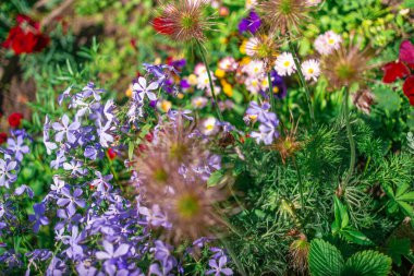 Güzel çiçek tarhı. Çiçek tarlasında bir sürü renkli çiçek var. Baharda pembe, mavi ve beyaz renkli çiçek tarhı. Yukarıdan bir manzarayla yakından çekilmiş..