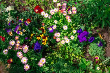 Güzel çiçek tarhı. Çiçek tarlasında bir sürü renkli çiçek var. Baharda pembe, mavi ve beyaz renkli çiçek tarhı. Yukarıdan bir manzarayla yakından çekilmiş..
