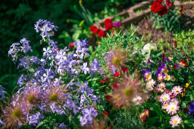 Güzel çiçek tarhı. Çiçek tarlasında bir sürü renkli çiçek var. Baharda pembe, mavi ve beyaz renkli çiçek tarhı. Yukarıdan bir manzarayla yakından çekilmiş..