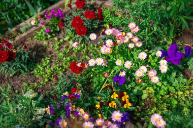 Güzel çiçek tarhı. Çiçek tarlasında bir sürü renkli çiçek var. Baharda pembe, mavi ve beyaz renkli çiçek tarhı. Yukarıdan bir manzarayla yakından çekilmiş..