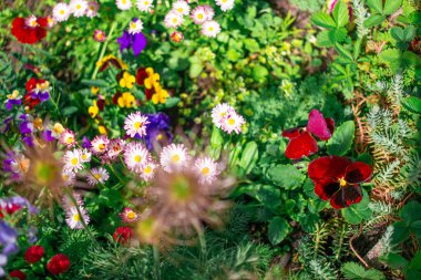 Güzel çiçek tarhı. Çiçek tarlasında bir sürü renkli çiçek var. Baharda pembe, mavi ve beyaz renkli çiçek tarhı. Yukarıdan bir manzarayla yakından çekilmiş..