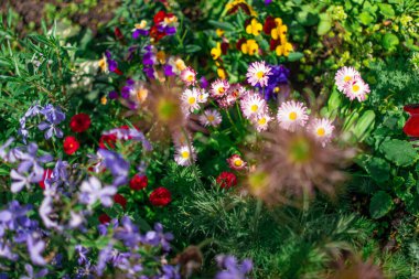 Güzel çiçek tarhı. Çiçek tarlasında bir sürü renkli çiçek var. Baharda pembe, mavi ve beyaz renkli çiçek tarhı. Yukarıdan bir manzarayla yakından çekilmiş..