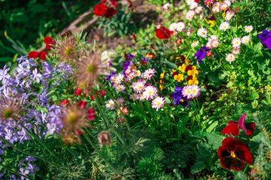 Güzel çiçek tarhı. Çiçek tarlasında bir sürü renkli çiçek var. Baharda pembe, mavi ve beyaz renkli çiçek tarhı. Yukarıdan bir manzarayla yakından çekilmiş..