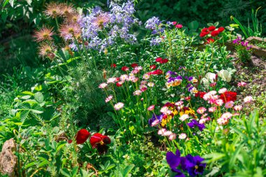 Güzel çiçek tarhı. Çiçek tarlasında bir sürü renkli çiçek var. Baharda pembe, mavi ve beyaz renkli çiçek tarhı. Yukarıdan bir manzarayla yakından çekilmiş..