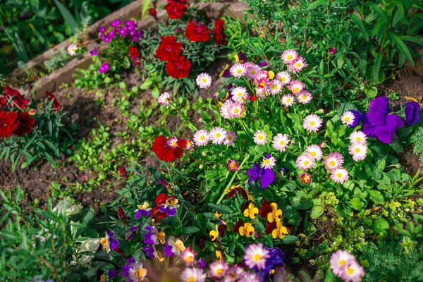 Güzel çiçek tarhı. Çiçek tarlasında bir sürü renkli çiçek var. Baharda pembe, mavi ve beyaz renkli çiçek tarhı. Yukarıdan bir manzarayla yakından çekilmiş..