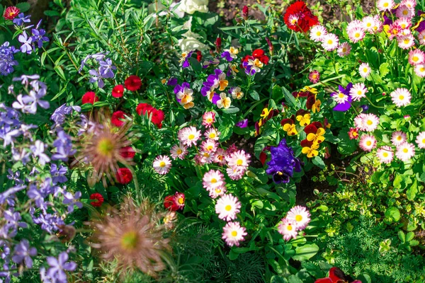 Güzel çiçek tarhı. Çiçek tarlasında bir sürü renkli çiçek var. Baharda pembe, mavi ve beyaz renkli çiçek tarhı. Yukarıdan bir manzarayla yakından çekilmiş..