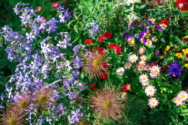 Güzel çiçek tarhı. Çiçek tarlasında bir sürü renkli çiçek var. Baharda pembe, mavi ve beyaz renkli çiçek tarhı. Yukarıdan bir manzarayla yakından çekilmiş..