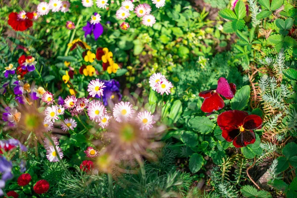 Güzel çiçek tarhı. Çiçek tarlasında bir sürü renkli çiçek var. Baharda pembe, mavi ve beyaz renkli çiçek tarhı. Yukarıdan bir manzarayla yakından çekilmiş..