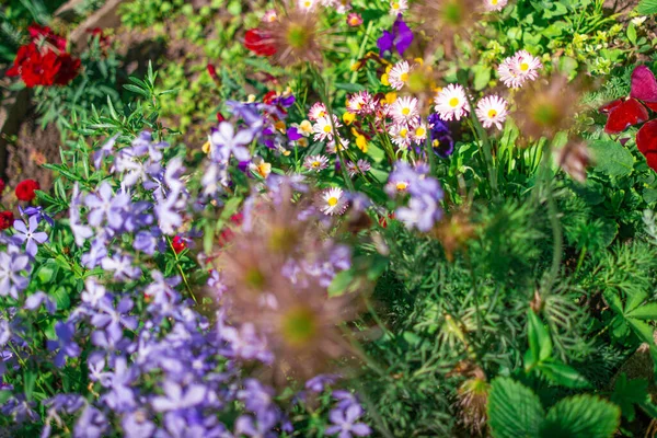 Schönes Blumenbeet Viele Bunte Blumen Beet Buntes Blumenbeet Rosa Blau — Stockfoto