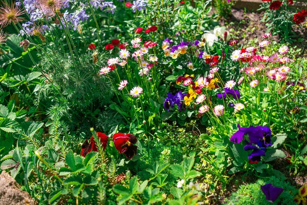 Güzel çiçek tarhı. Çiçek tarlasında bir sürü renkli çiçek var. Baharda pembe, mavi ve beyaz renkli çiçek tarhı. Yukarıdan bir manzarayla yakından çekilmiş..