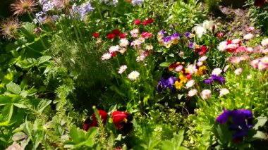Güzel çiçek tarhı. Çiçek tarlasında bir sürü renkli çiçek var. Baharda pembe, mavi ve beyaz renkli çiçek tarhı. Yukarıdan bir manzarayla yakından çekilmiş..