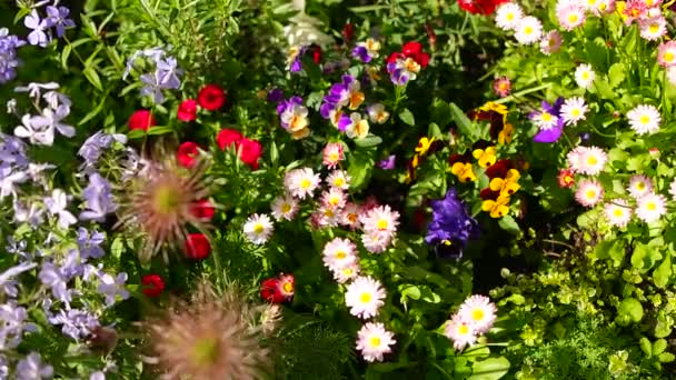 Schönes Blumenbeet Viele Bunte Blumen Beet Buntes Blumenbeet Rosa Blau — Stockvideo