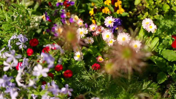 Piękne Łóżko Kwiatowe Wiele Kolorowych Kwiatów Klombie Kolorowe Kwietniki Kolorze — Wideo stockowe