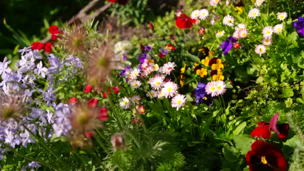 漂亮的花床 花坛上有许多五彩缤纷的花 五彩缤纷的花 春天有粉色 蓝色和白色 从上往下看 — 图库视频影像
