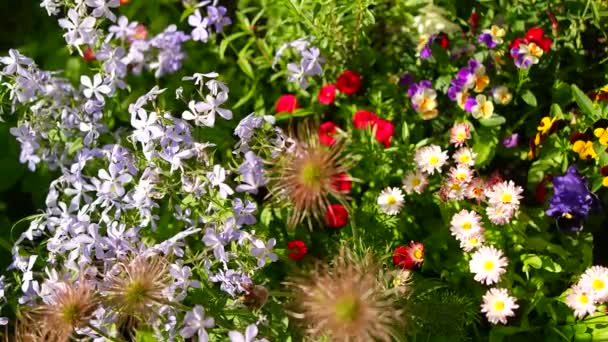 아름다운 화단에는 꽃들이 봄에는 분홍빛 파란색 흰색의 꽃밭이 펼쳐져 위에서 — 비디오