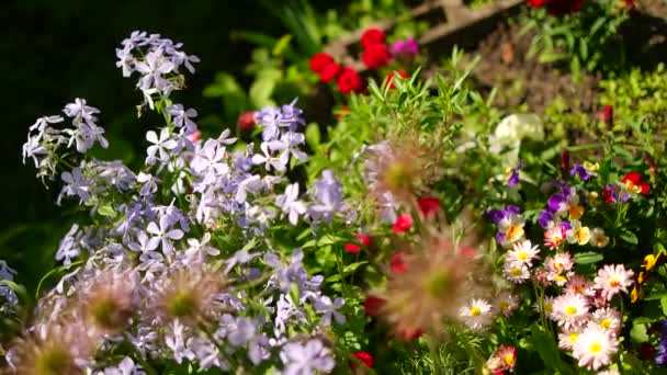 Bella Aiuola Molti Fiori Colorati Nell Aiuola Aiuola Colorata Rosa — Video Stock