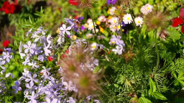 Bunga Yang Indah Banyak Bunga Berwarna Warni Tempat Tidur Bunga — Stok Video