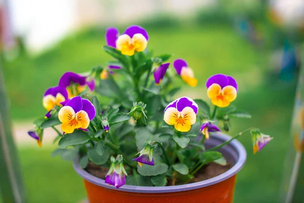 İbne çiçekleri. Yeşil arka planda, bahçedeki renkli nonoş çiçekleri. Bahçede karışık röfleler. Bahar çiçekli dekoratif saksılar Viola cornuta canlı mor ve sarı renkli,