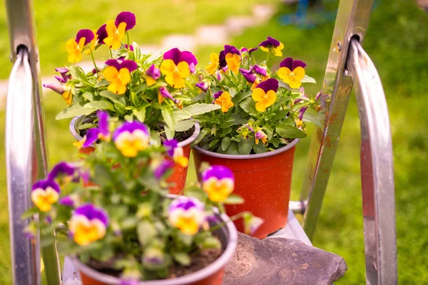 パンジーの花 緑の背景の庭のカラフルなパンジーの花 庭のハイライトが入り混じった 鮮やかな紫色と黄色の色で春の花のヴィオラ コルヌータと装飾的な花のポット — ストック写真