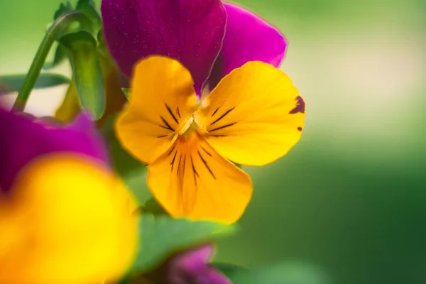 Bledé Květiny Barevné Mléčné Květy Zahradě Zeleném Pozadí Míchané Melíry — Stock fotografie