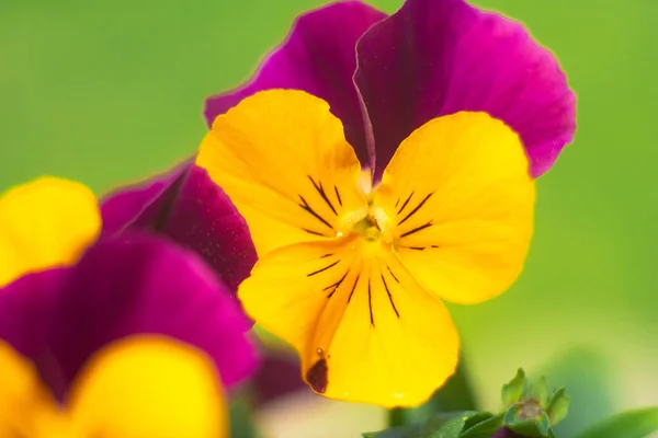 Bledé Květiny Barevné Mléčné Květy Zahradě Zeleném Pozadí Míchané Melíry — Stock fotografie