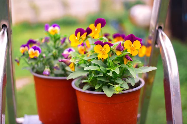 Pansy Flowers Colorful Pansy Flowers Garden Green Background Mixed Highlights Stock Image