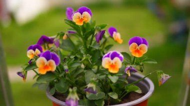 İbne çiçekleri. Yeşil arka planda, bahçedeki renkli nonoş çiçekleri. Bahçede karışık röfleler. Bahar çiçekli dekoratif saksılar Viola cornuta canlı mor ve sarı renkli,