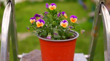 İbne çiçekleri. Yeşil arka planda, bahçedeki renkli nonoş çiçekleri. Bahçede karışık röfleler. Bahar çiçekli dekoratif saksılar Viola cornuta canlı mor ve sarı renkli,
