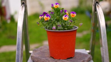 İbne çiçekleri. Yeşil arka planda, bahçedeki renkli nonoş çiçekleri. Bahçede karışık röfleler. Bahar çiçekli dekoratif saksılar Viola cornuta canlı mor ve sarı renkli,
