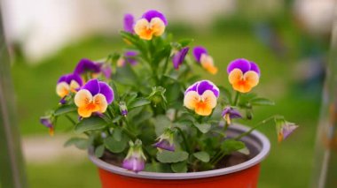 İbne çiçekleri. Yeşil arka planda, bahçedeki renkli nonoş çiçekleri. Bahçede karışık röfleler. Bahar çiçekli dekoratif saksılar Viola cornuta canlı mor ve sarı renkli,