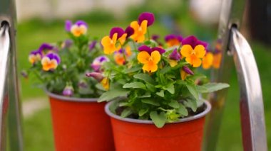 İbne çiçekleri. Yeşil arka planda, bahçedeki renkli nonoş çiçekleri. Bahçede karışık röfleler. Bahar çiçekli dekoratif saksılar Viola cornuta canlı mor ve sarı renkli,
