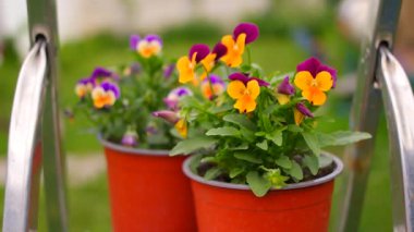 İbne çiçekleri. Yeşil arka planda, bahçedeki renkli nonoş çiçekleri. Bahçede karışık röfleler. Bahar çiçekli dekoratif saksılar Viola cornuta canlı mor ve sarı renkli,
