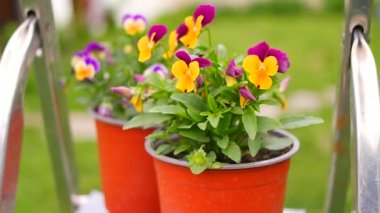 İbne çiçekleri. Yeşil arka planda, bahçedeki renkli nonoş çiçekleri. Bahçede karışık röfleler. Bahar çiçekli dekoratif saksılar Viola cornuta canlı mor ve sarı renkli,