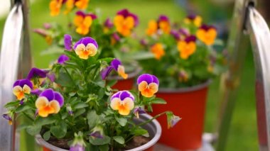 İbne çiçekleri. Yeşil arka planda, bahçedeki renkli nonoş çiçekleri. Bahçede karışık röfleler. Bahar çiçekli dekoratif saksılar Viola cornuta canlı mor ve sarı renkli,