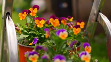 İbne çiçekleri. Yeşil arka planda, bahçedeki renkli nonoş çiçekleri. Bahçede karışık röfleler. Bahar çiçekli dekoratif saksılar Viola cornuta canlı mor ve sarı renkli,