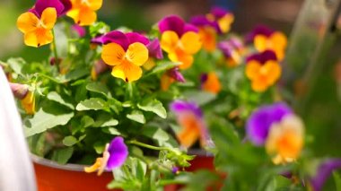 İbne çiçekleri. Yeşil arka planda, bahçedeki renkli nonoş çiçekleri. Bahçede karışık röfleler. Bahar çiçekli dekoratif saksılar Viola cornuta canlı mor ve sarı renkli,