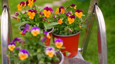 İbne çiçekleri. Yeşil arka planda, bahçedeki renkli nonoş çiçekleri. Bahçede karışık röfleler. Bahar çiçekli dekoratif saksılar Viola cornuta canlı mor ve sarı renkli,