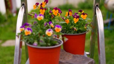 İbne çiçekleri. Yeşil arka planda, bahçedeki renkli nonoş çiçekleri. Bahçede karışık röfleler. Bahar çiçekli dekoratif saksılar Viola cornuta canlı mor ve sarı renkli,